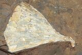 2.4" Fossil Ginkgo Leaf From North Dakota - Paleocene - #198415-1